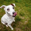 Dogs.gr (dogslovers1)